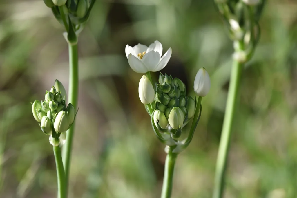 Ornithogalum arabicum