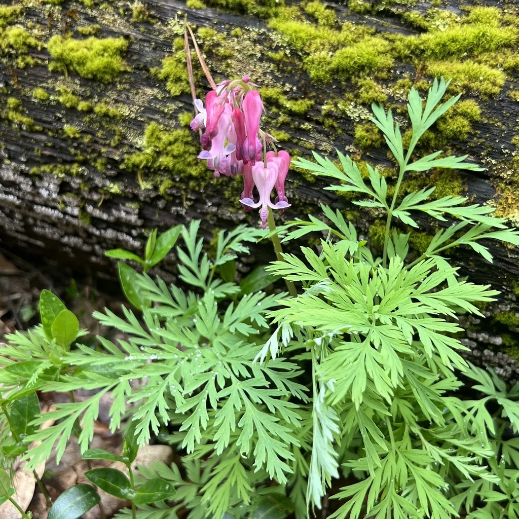 Dicentra Eximia