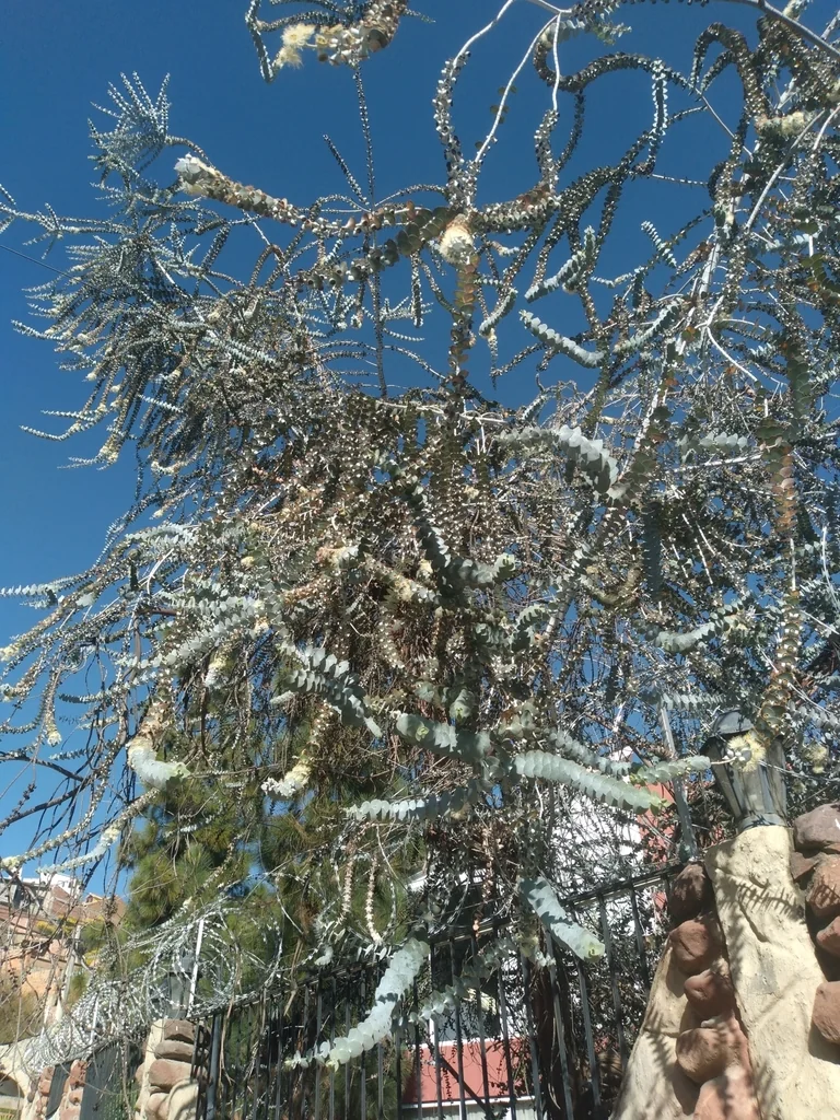 Eucalyptus Pulverulenta