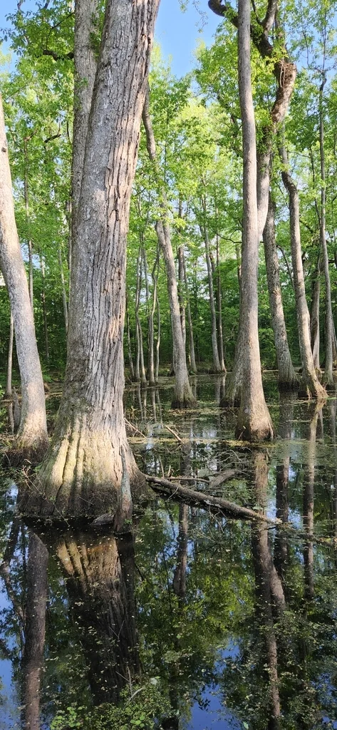 Nyssa Aquatica