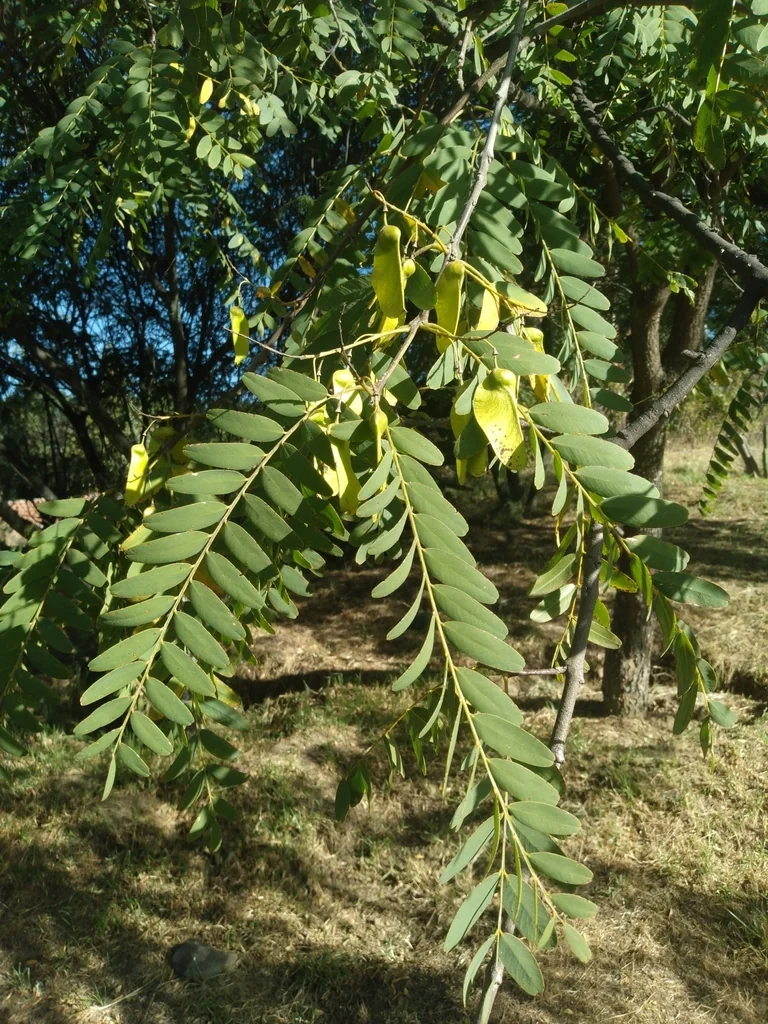 Tipuana Tipu