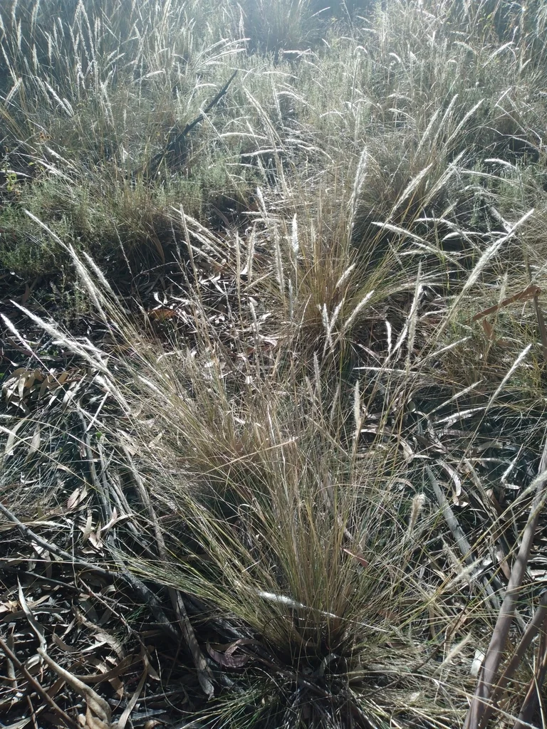 Stipa Ichu