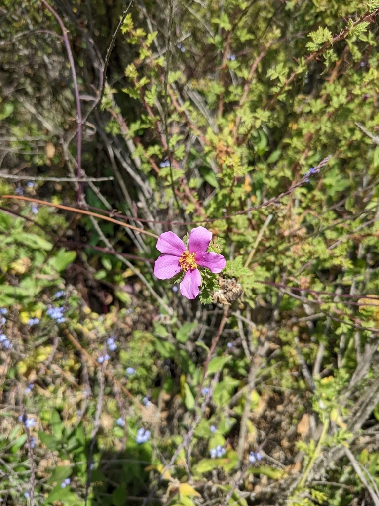 Rosa Minutifolia
