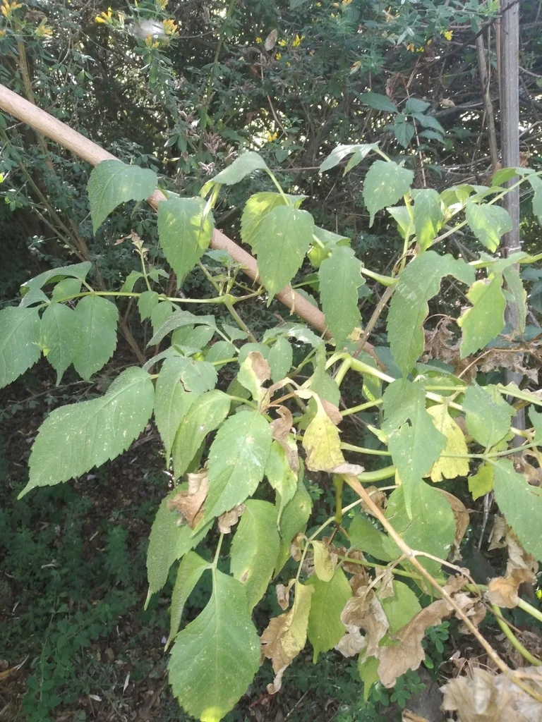 Dahlia Imperialis