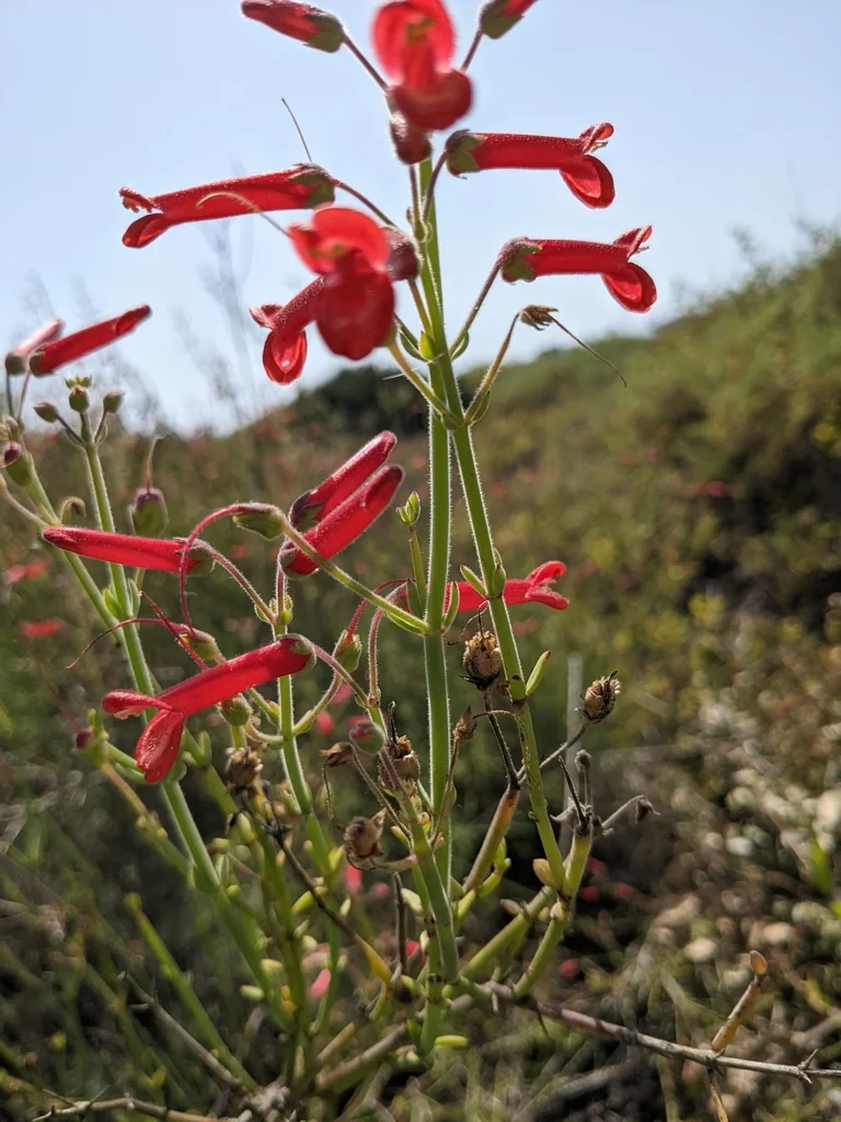 Gambelia Juncea