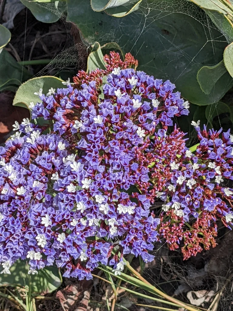 Limonium Perezii