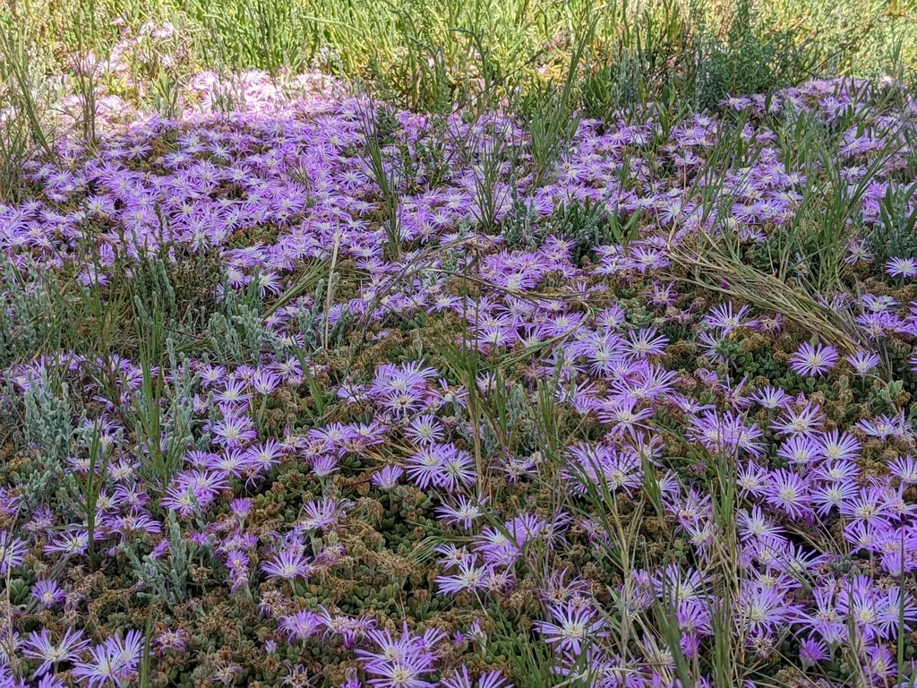 Drosanthemum Floribundum