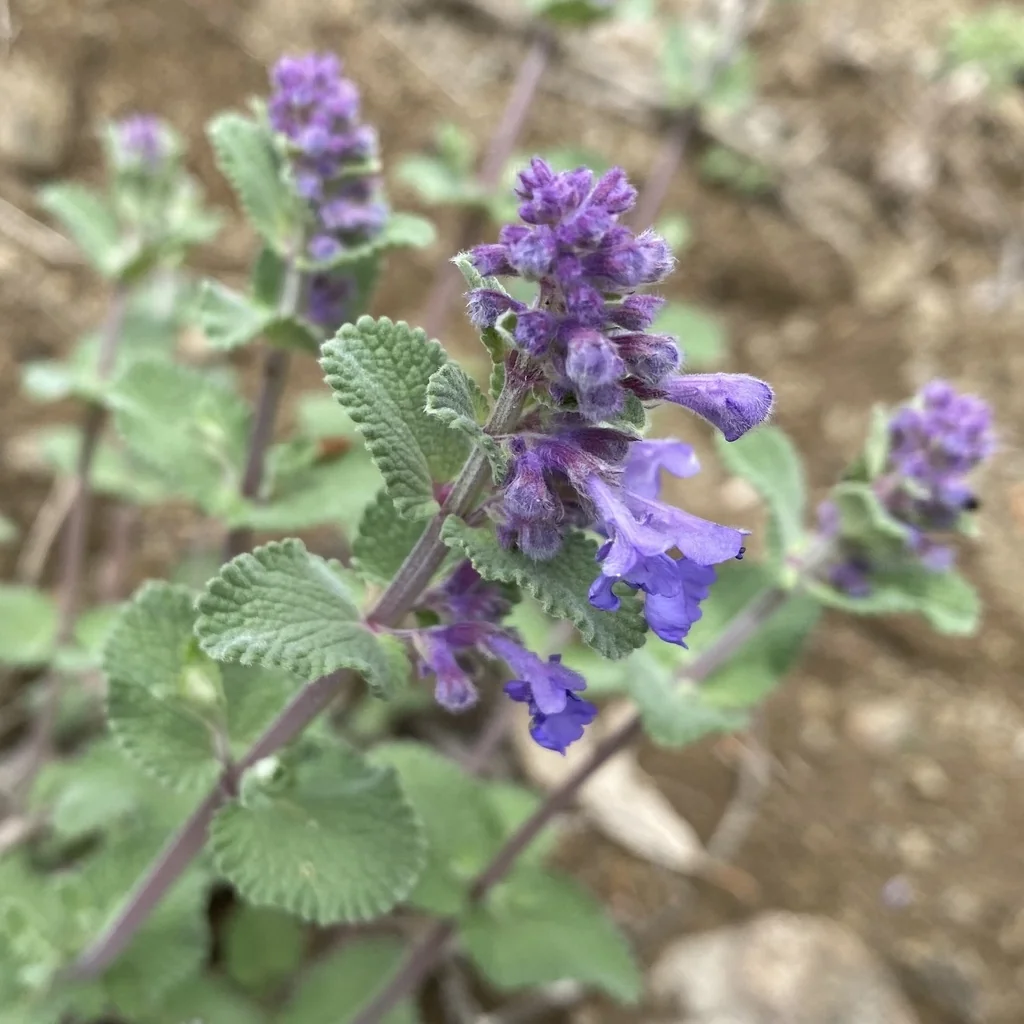 Nepeta Racemosa
