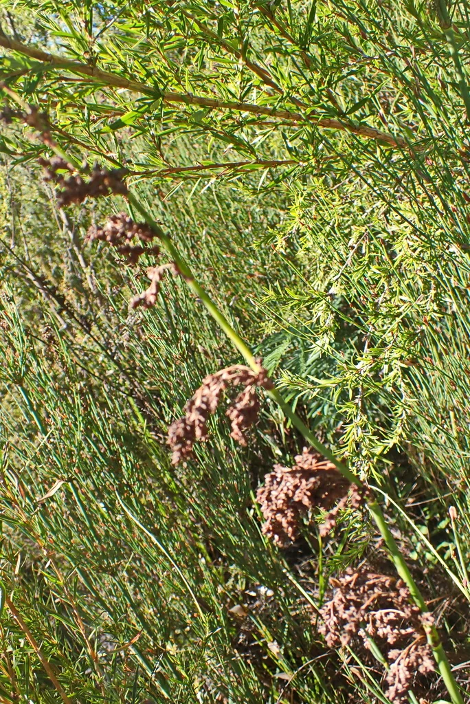Elegia Capensis