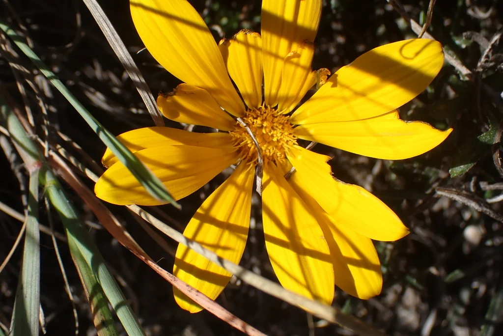 Gazania Krebsiana