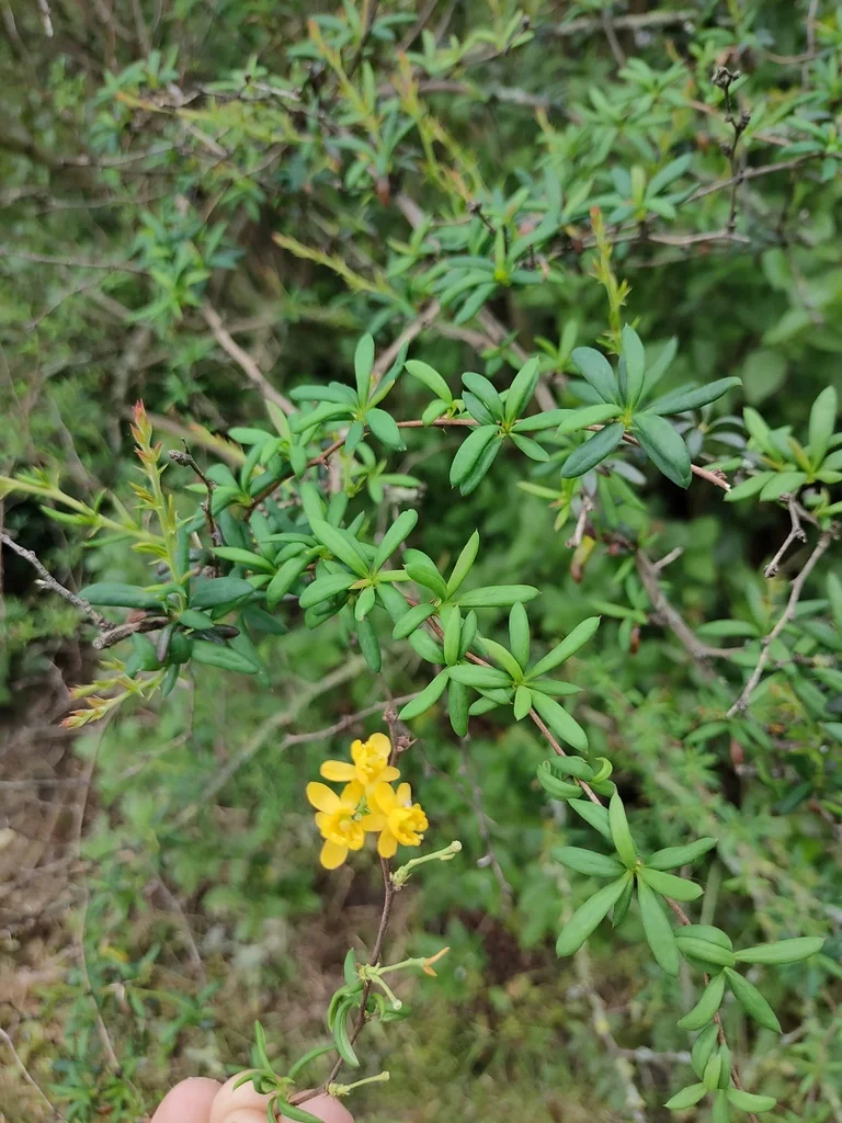 Berberis X Stenophylla