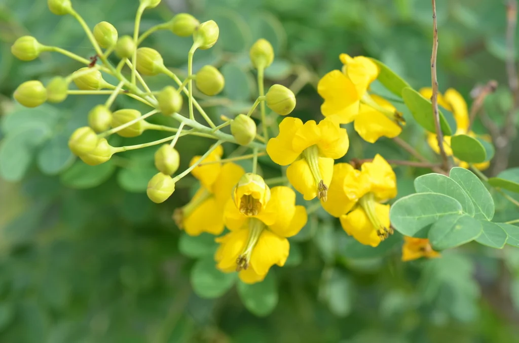 Caesalpinia Mexicana