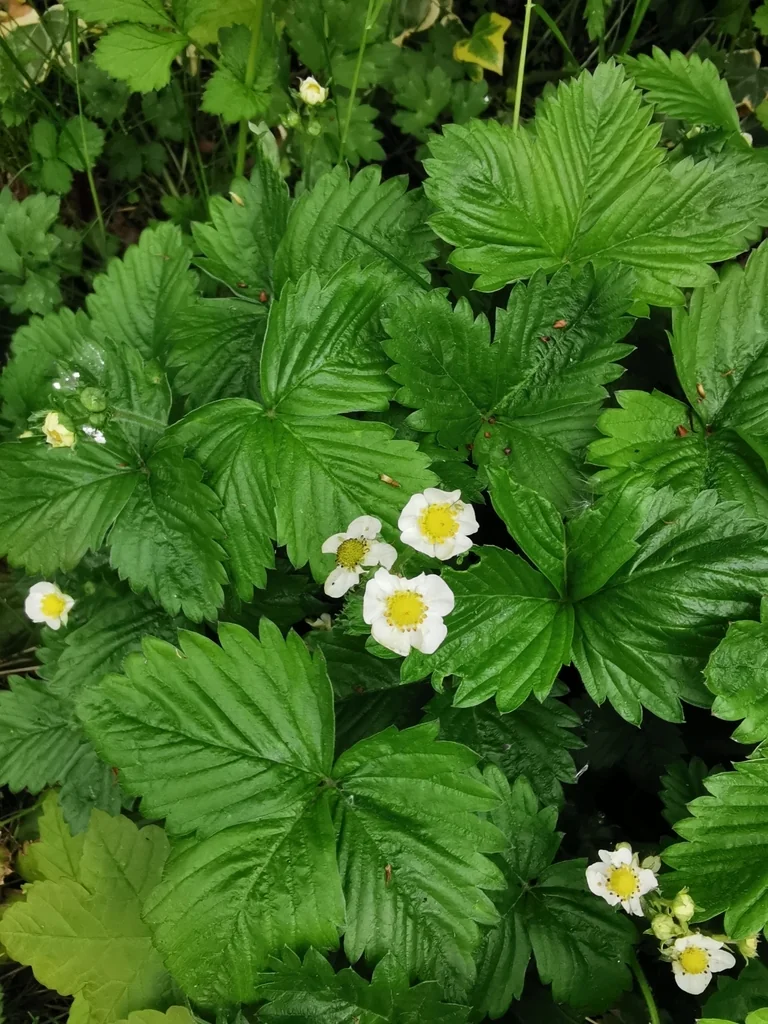 Fragaria ananassa