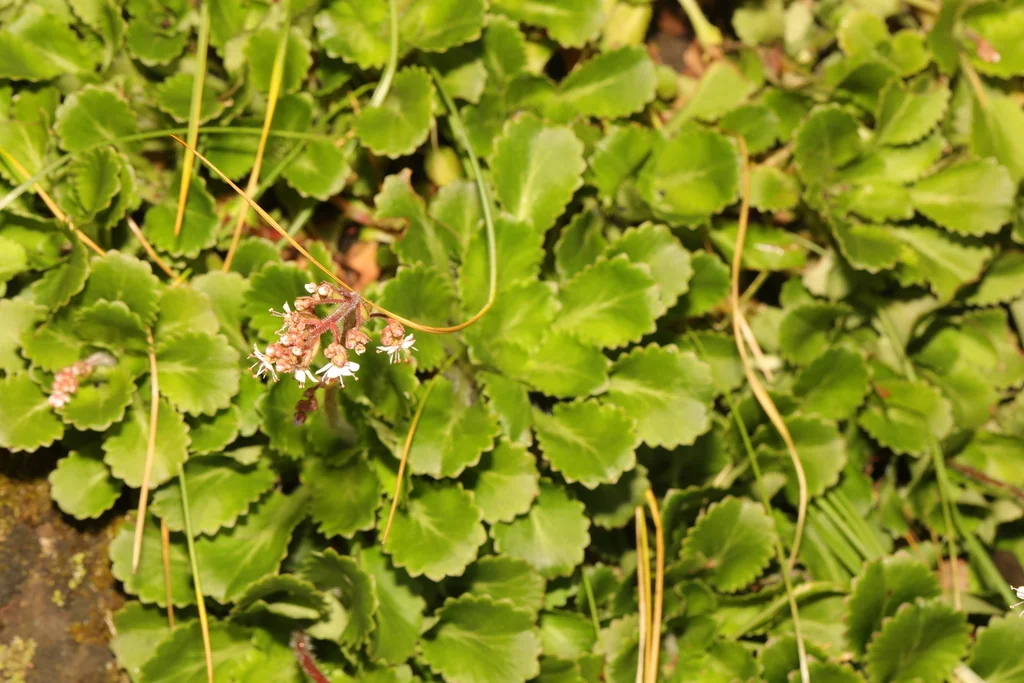 Saxifraga X Urbium