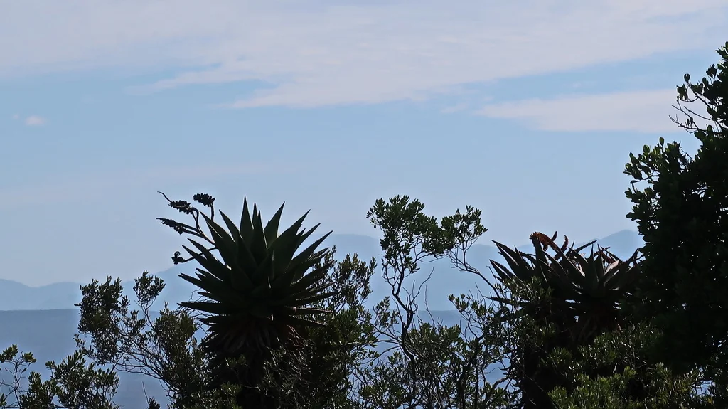 Aloe Ferox