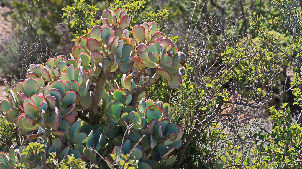 Crassula Arborescens