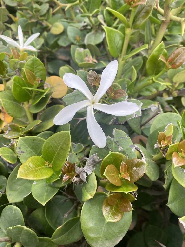 Carissa Macrocarpa