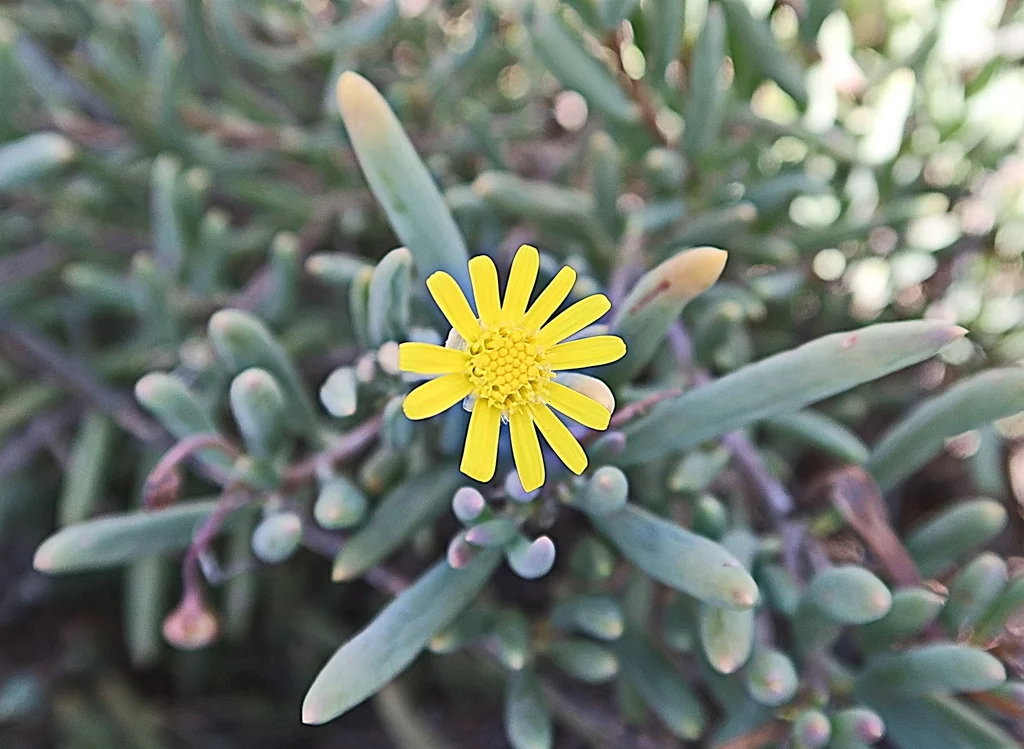 Othonna Capensis