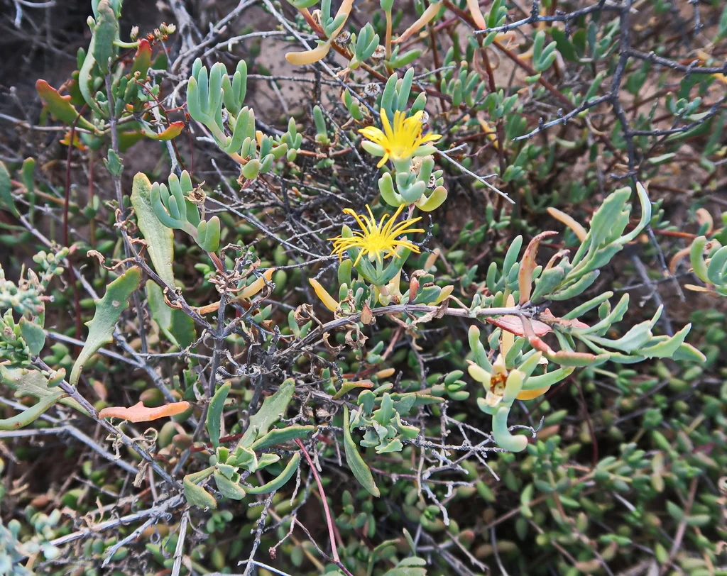 Malephora Lutea