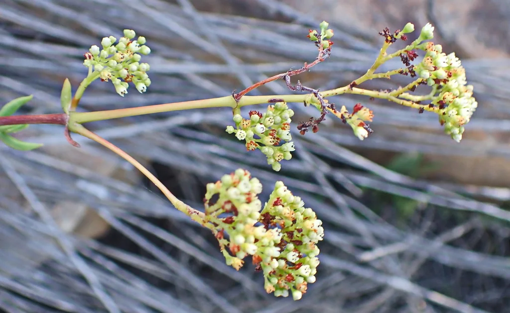 Crassula Tetragona