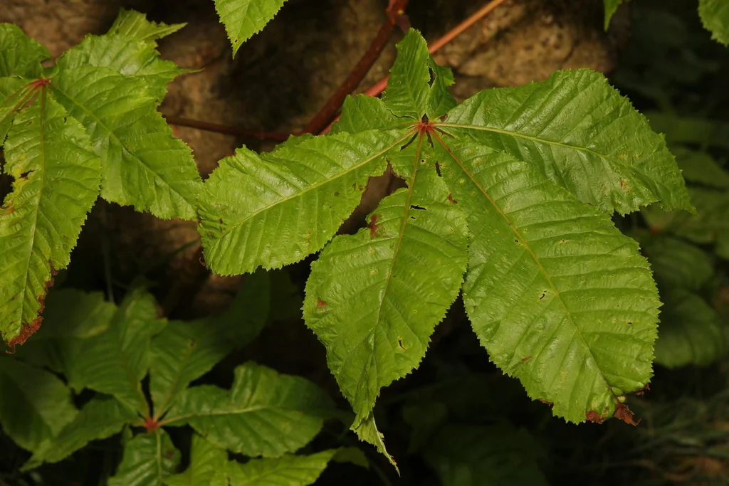Aesculus X Carnea