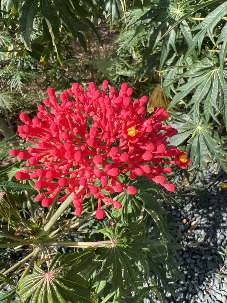 Jatropha Multifida
