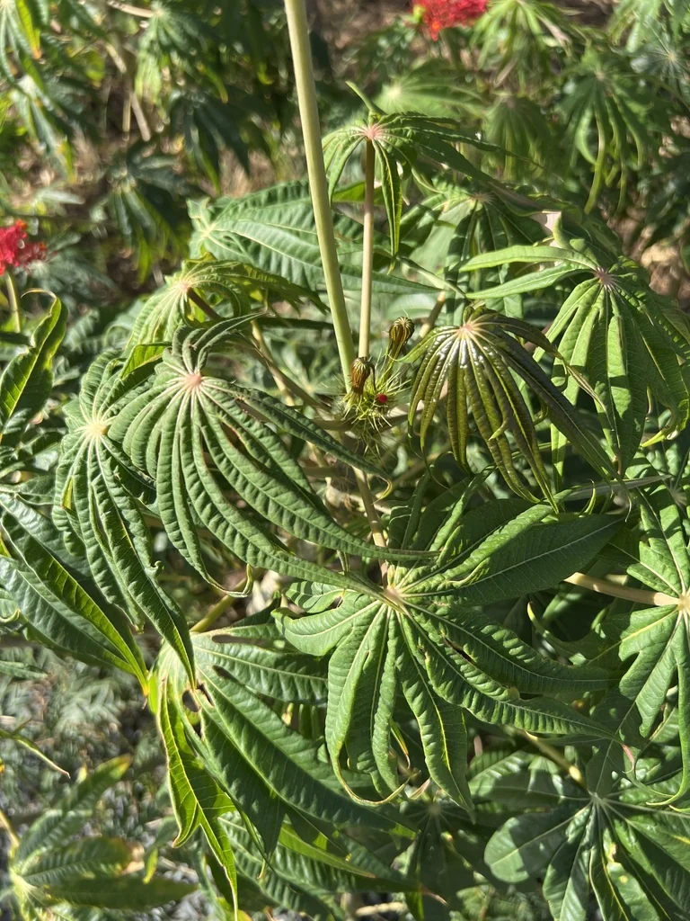 Jatropha Multifida