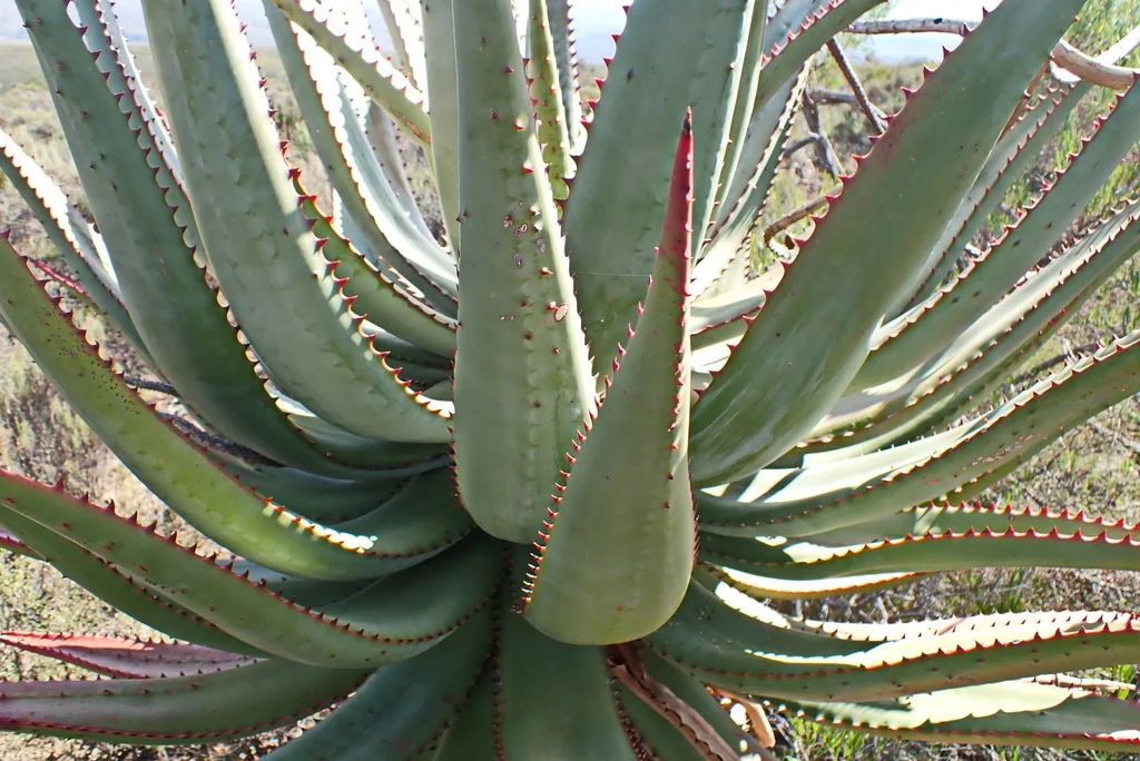 Aloe Ferox