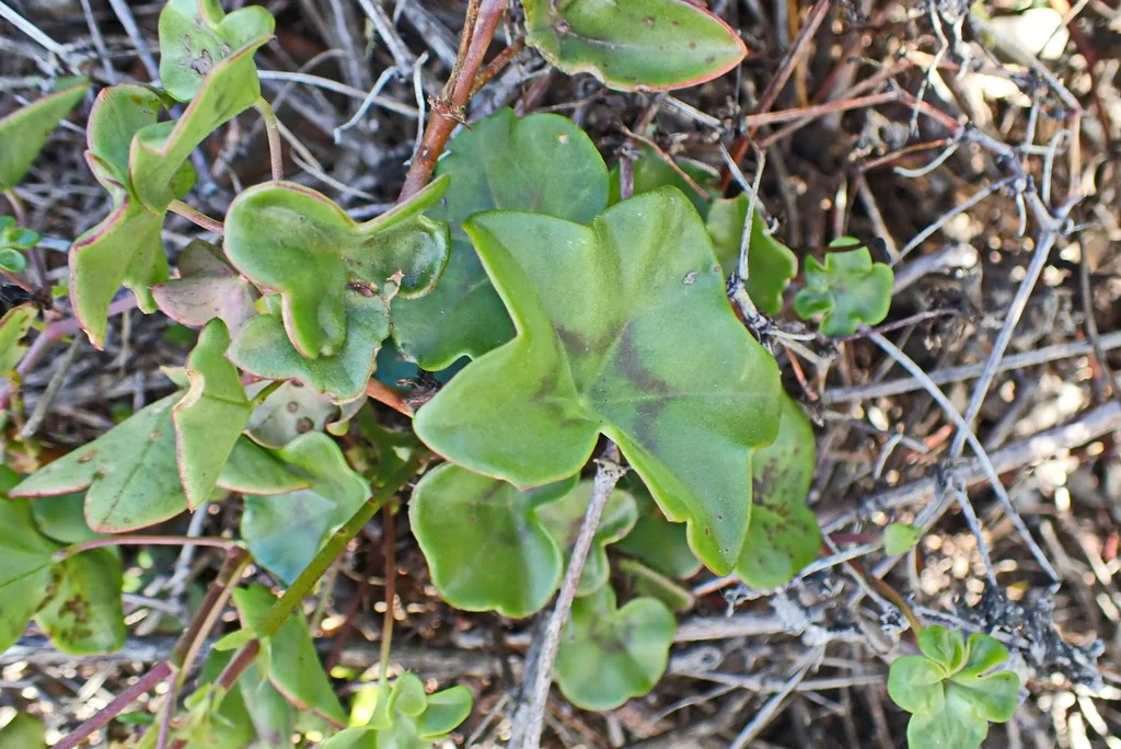 Pelargonium Peltatum