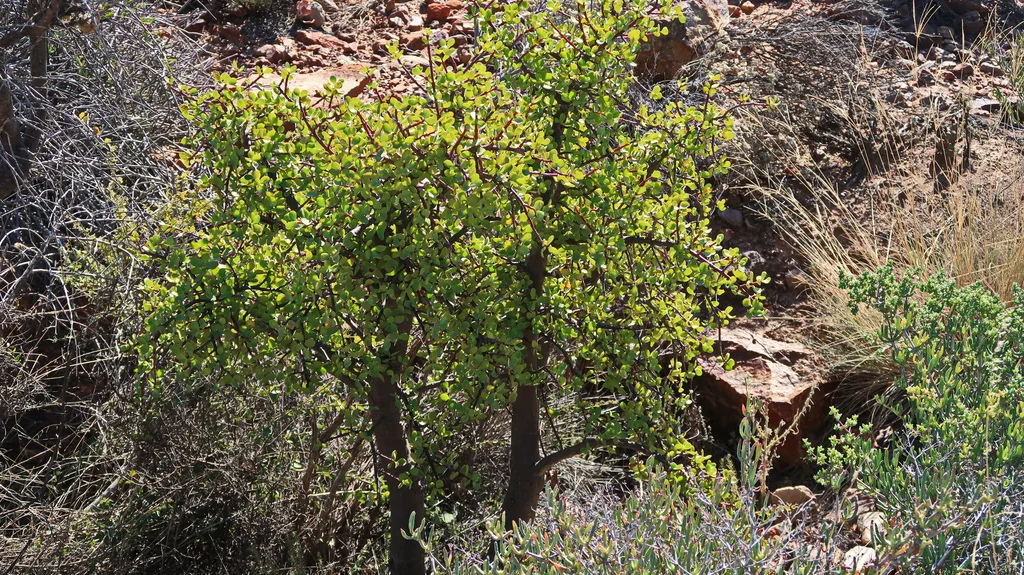 Portulacaria Afra