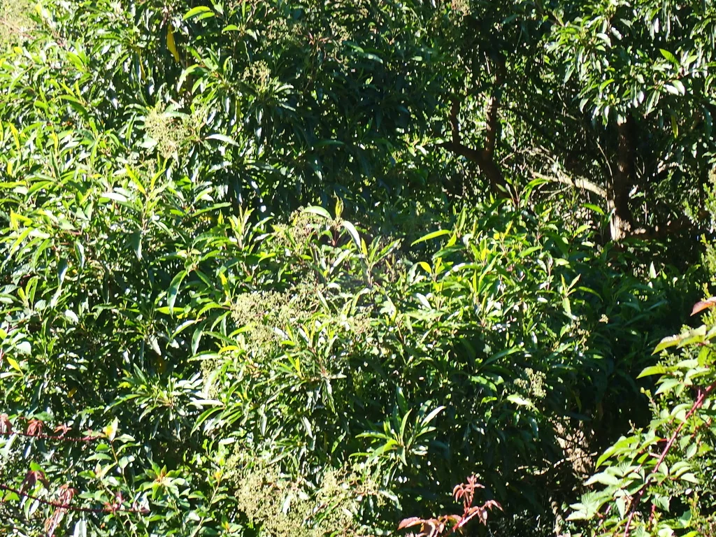 Nuxia Floribunda