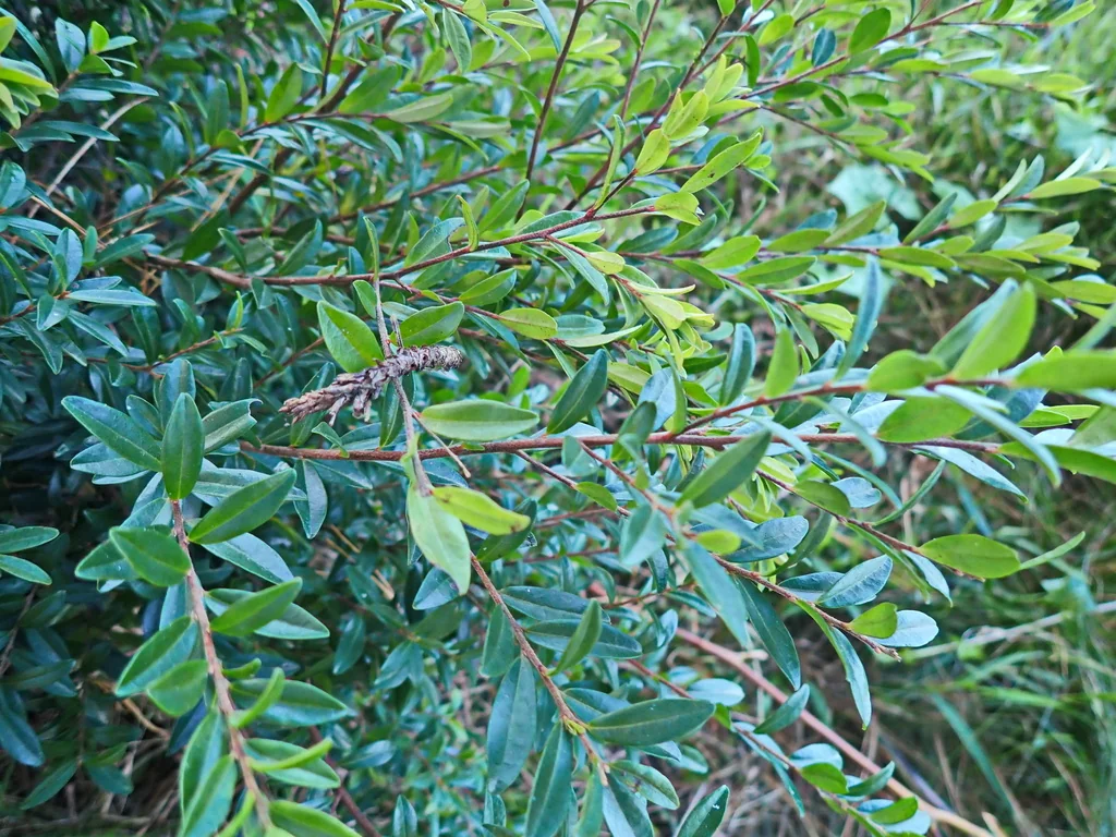 Myrsine Africana