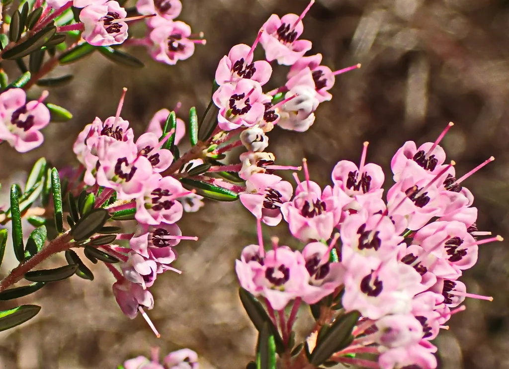 Erica Canaliculata