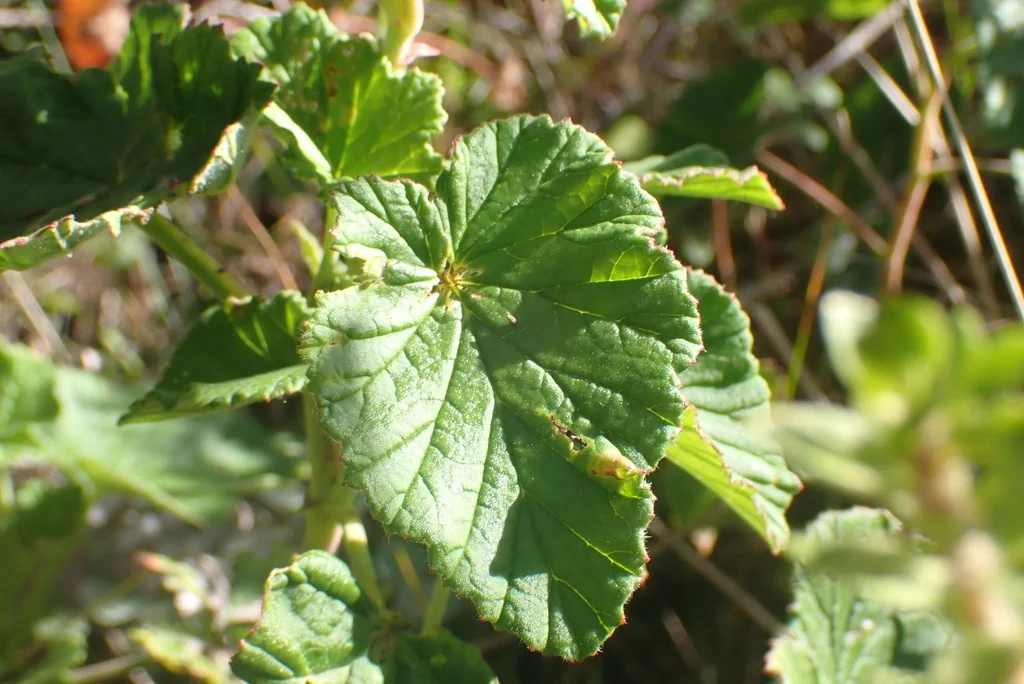 Pelargonium Cordifolium