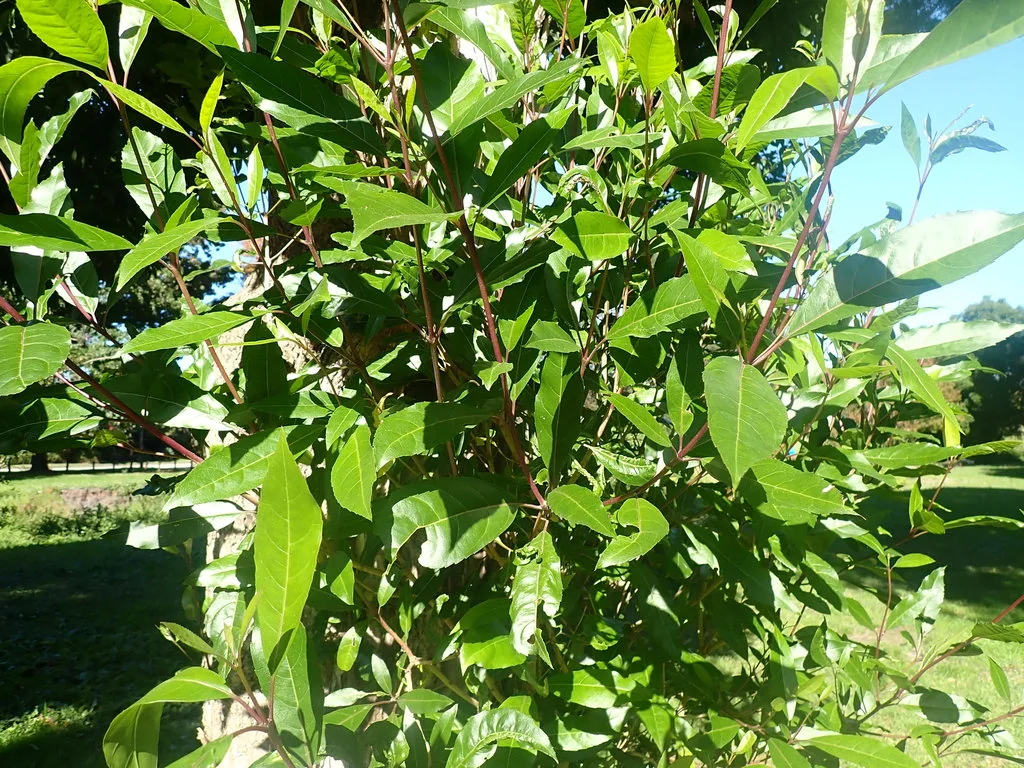 Nuxia Floribunda