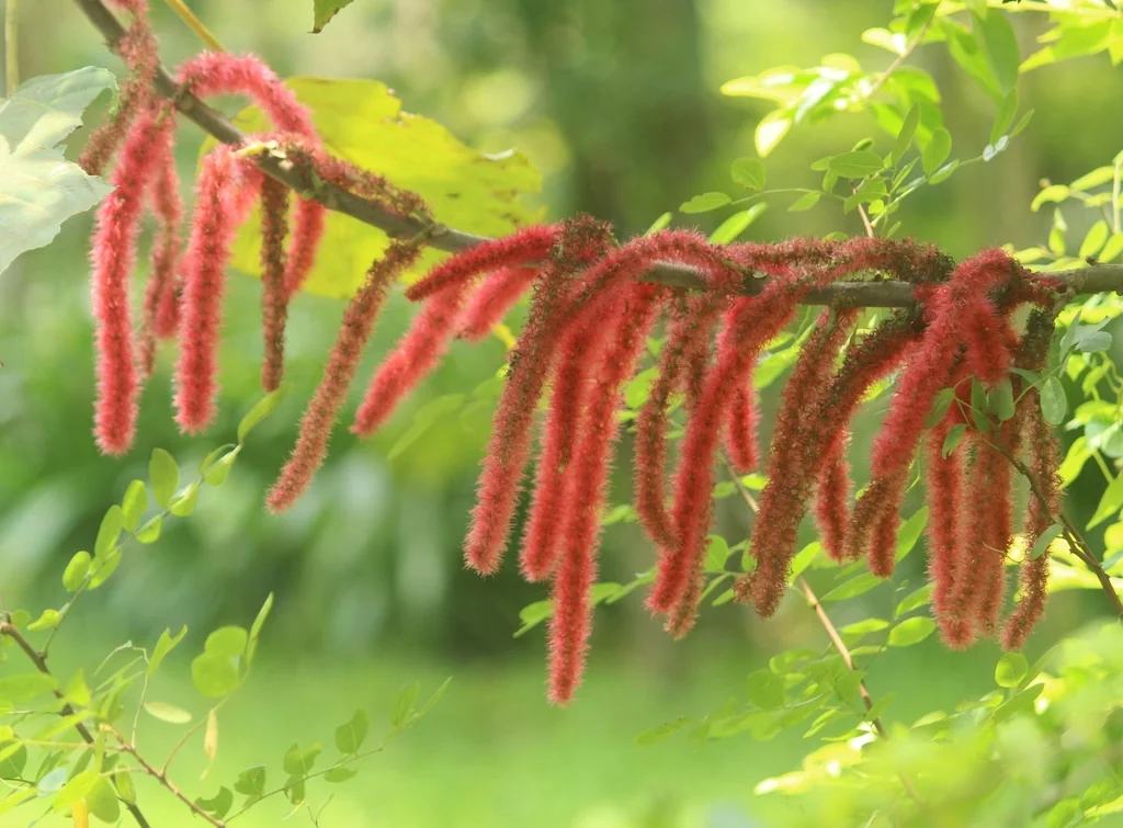 Acalypha hispida