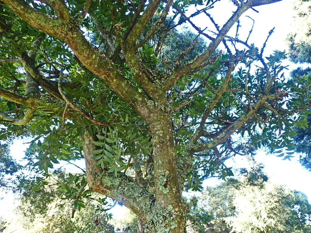 Harpephyllum Caffrum