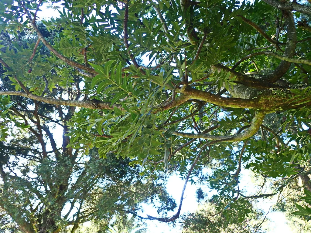 Harpephyllum Caffrum