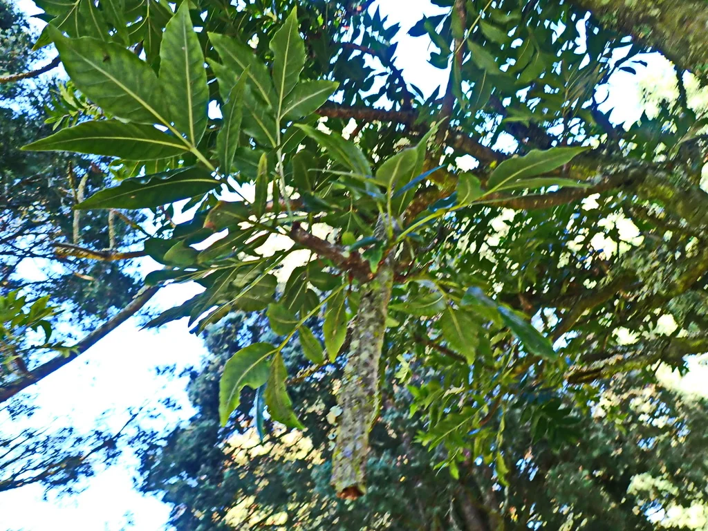 Harpephyllum Caffrum