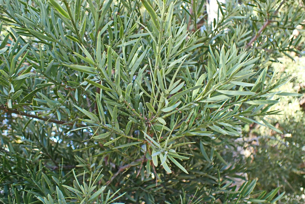 Afrocarpus Falcatus