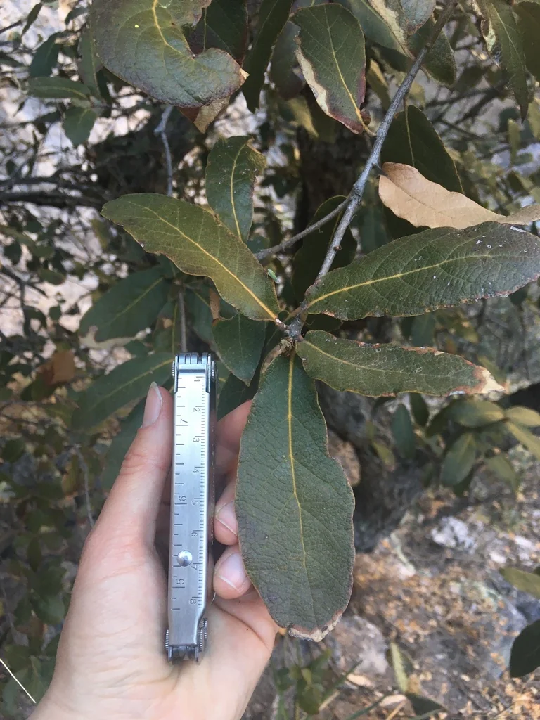 Quercus Rugosa
