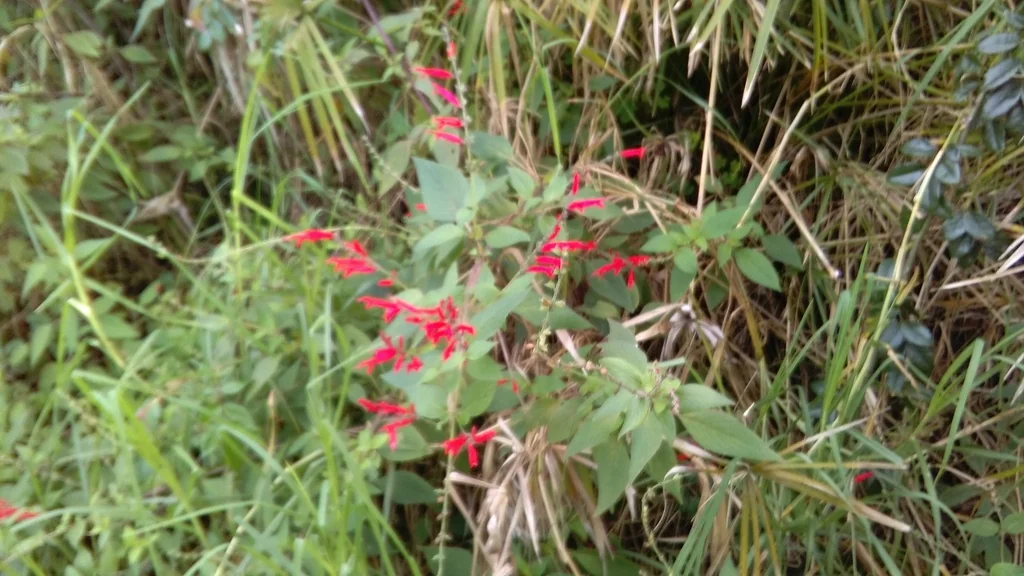 Salvia Elegans