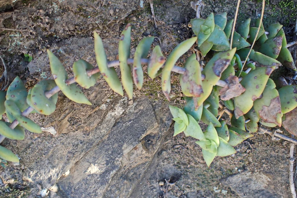 Crassula Perforata