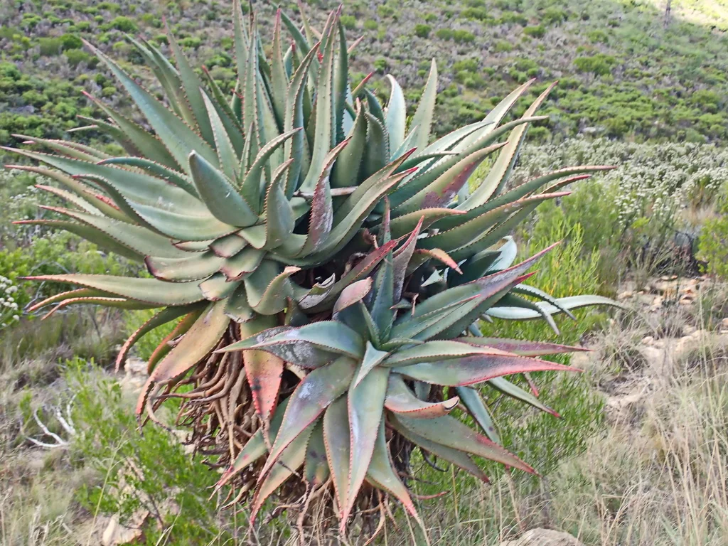 Aloe Ferox