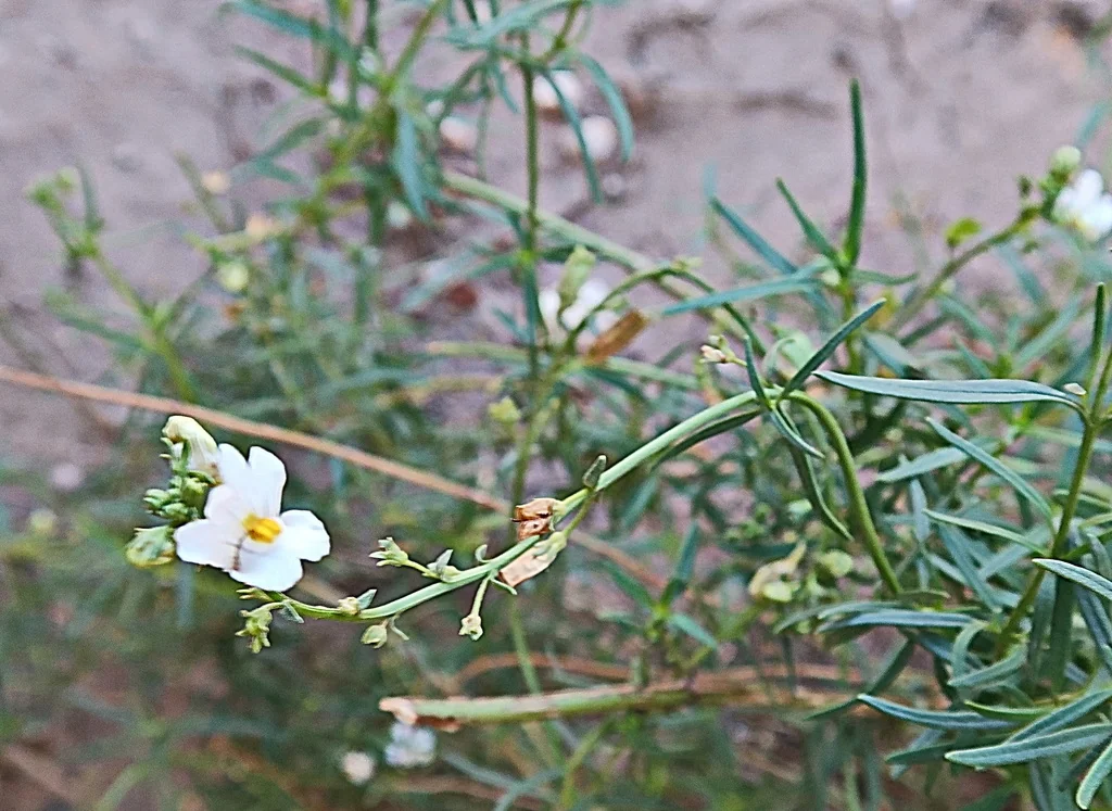 Nemesia fruticans
