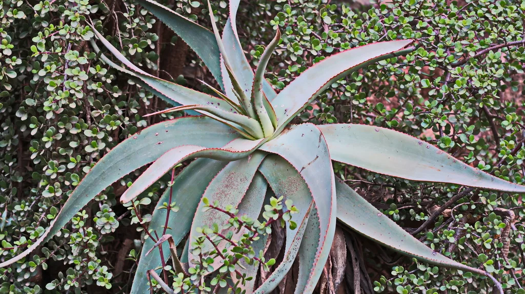 Aloe Speciosa