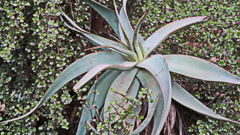 Aloe Speciosa