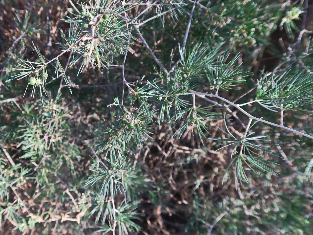 Asparagus Retrofractus