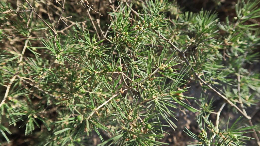 Asparagus Retrofractus