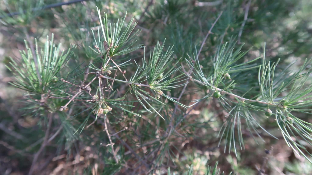 Asparagus Retrofractus